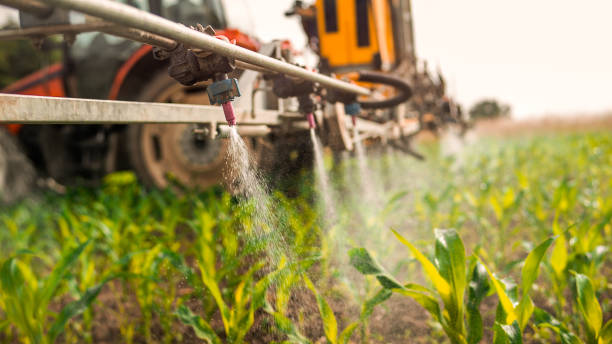 Best Pest Removal Services  in Alton, IA